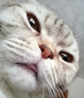 ✨ emoji Кот-мемчик Telegram sticker 13 of 63