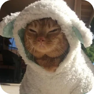 😡 emoji Пучеглазый кот Telegram sticker 20 of 40