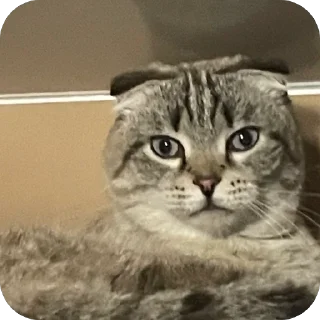 🫥 emoji Сэмик кот 🥰 Telegram sticker 24 of 29
