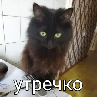 Sticker from Стикеры от: Кот🚩