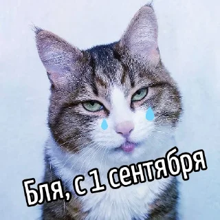 📚 emoji Кот "Бля"  @GIFSTIKI 🥳 Telegram sticker 12 of 44
