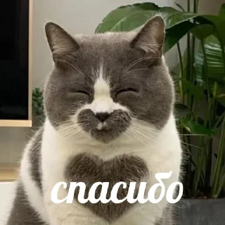 ❤️ emoji Создай стикеры 👉🏻 @EmojiRuBot Telegram sticker 24 of 32