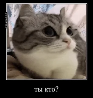 ❓ emoji Ебучий кот 2 Telegram sticker 16 of 120