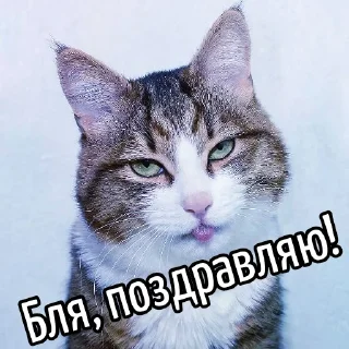 🥳 emoji Кот "Бля"  @GIFSTIKI 🥳 Telegram sticker 11 of 44