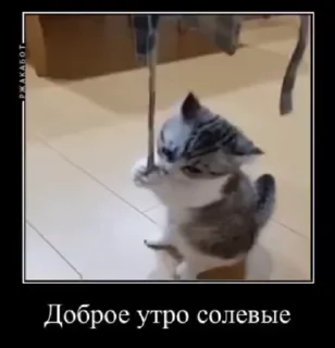 ☀️ emoji Ебучий кот 2 Telegram sticker 5 of 120