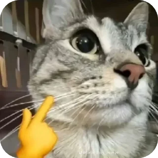 🐱 emoji Кот Тайлер дерден | @Floppathecat Telegram sticker 21 of 91
