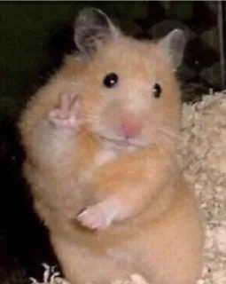 🐹 emoji hamsters Telegram sticker 21 of 47