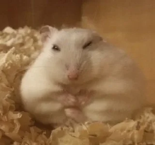 🐹 emoji hamsters Telegram sticker 18 of 47