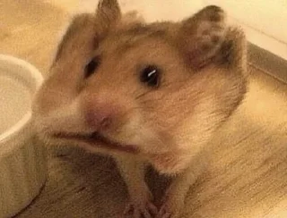 🐹 emoji hamsters Telegram sticker 8 of 47