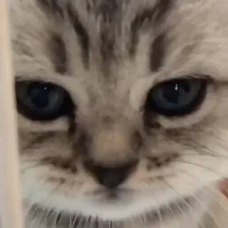 😞 emoji пздц... Telegram sticker 8 of 116
