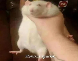 🐀 emoji мемы Telegram sticker 14 of 117