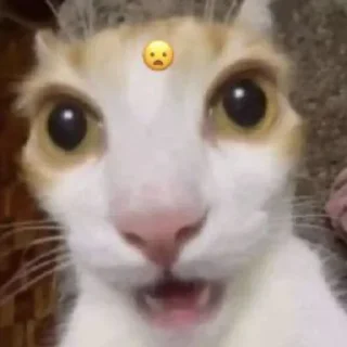😦 emoji Котики від ББЛ Telegram sticker 19 of 27