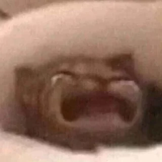 😭 emoji Котики від ББЛ Telegram sticker 13 of 27