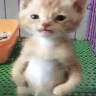 💪 emoji Котики від ББЛ Telegram sticker 12 of 27