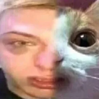 👩‍🦲 emoji Котики від ББЛ Telegram sticker 8 of 27
