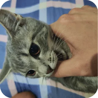 🌟 emoji Лисса😸 Telegram sticker 15 of 16