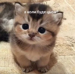❓ emoji сухарик Telegram sticker 19 of 29