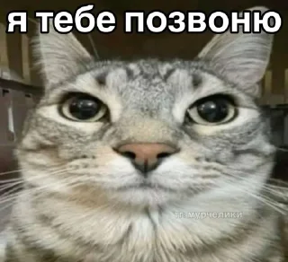 🌟 emoji мемкоты Telegram sticker 10 of 25