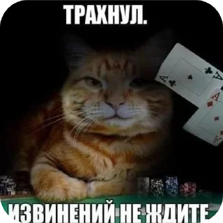 🐱 emoji грустни Telegram sticker 23 of 44
