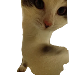 🐱 emoji Ыыыыы @rogshen Telegram sticker 10 of 66