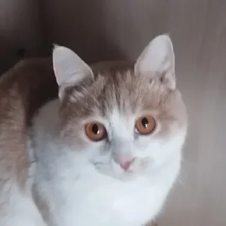 🙄 emoji марсюшка 🐈 Telegram sticker 21 of 59