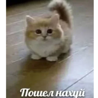 🫶 emoji Бездари Telegram sticker 15 of 35