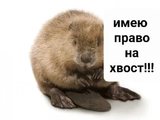 😎 emoji Бобр live matter Telegram sticker 11 of 19