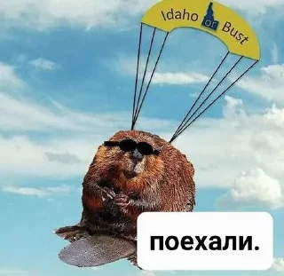 🫡 emoji Бобр live matter Telegram sticker 17 of 19