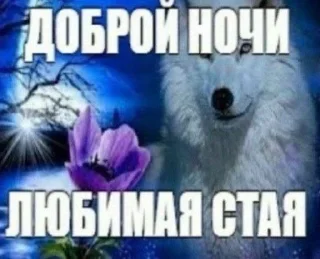 🐺 emoji мемная папка влада Telegram sticker 23 of 118