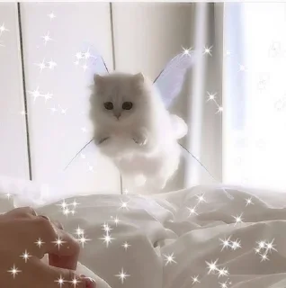 🧚‍♀️ emoji мяу Telegram sticker 13 of 51