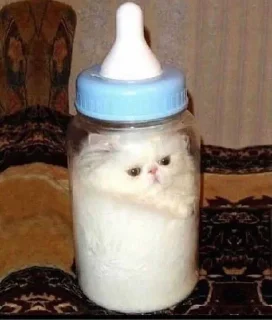 🍼 emoji мяу Telegram sticker 18 of 51