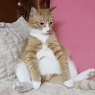😳 emoji сунидунидори для 🥣 Telegram sticker 5 of 36