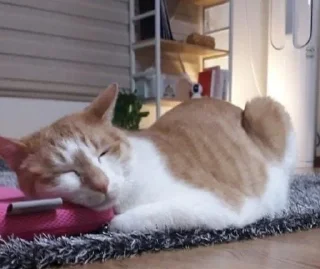 😴 emoji сунидунидори для 🥣 Telegram sticker 10 of 36