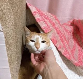 🤭 emoji сунидунидори для 🥣 Telegram sticker 6 of 36