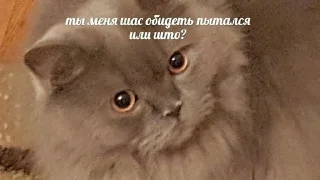 🤨 emoji котеки Telegram sticker 19 of 99
