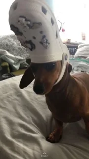 🤨 emoji dachshund Telegram sticker 12 of 47
