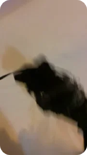 😙 emoji псы Telegram sticker 16 of 58