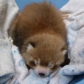 😴 emoji Red panda Telegram sticker 18 of 34