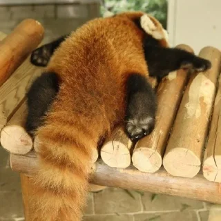 😴 emoji Red panda Telegram sticker 8 of 34
