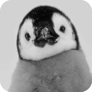 🐦 emoji Чб пингвин by @Stikeryrubot Telegram sticker 11 of 33