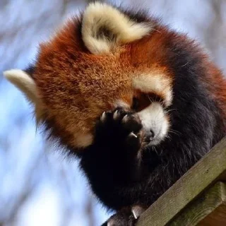 🤦‍♂️ emoji Red panda Telegram sticker 10 of 34