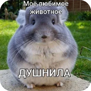 🐶 emoji sashka Telegram sticker 18 of 95