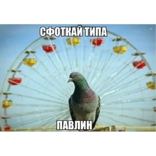 🦚 emoji Доброе утро🌞 Telegram sticker 13 of 43