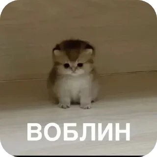 🐱 emoji БОЛЬШЕ ⇨ @CLOOBHUB МЕМЫ СТИКЕРЫ МОНСТРЫ КОММАНДОС Telegram sticker 23 of 49