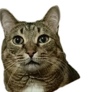 🐱 emoji Вася | Тот самый Вася из ТТ Telegram sticker 16 of 46