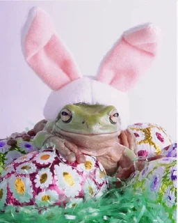💗 emoji Лягушки 🐸💗 Telegram sticker 20 of 43