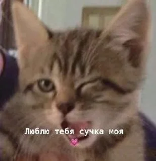 😘 emoji димас на связи Telegram sticker 16 of 23