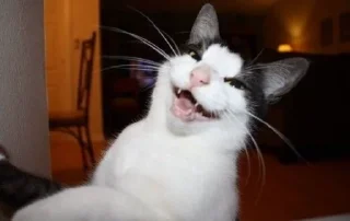 😂 emoji Мемы с котами Telegram sticker 11 of 23