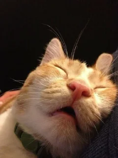 😴 emoji Мемы с котами Telegram sticker 12 of 23