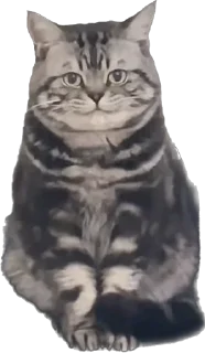 🙃 emoji Цей котик, цей котик… Він маненький гнидич Telegram sticker 9 of 24